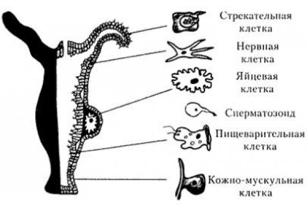 Кракен основная ссылка onion